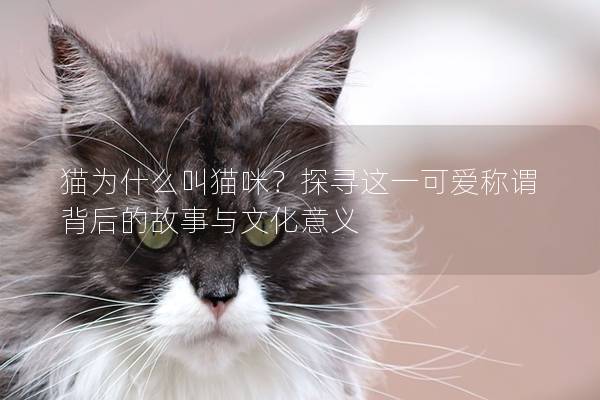 貓為什么叫貓咪?探尋這一可愛稱謂背后的故事與文化意義 貓為什么叫貓咪?探尋這一可愛稱謂背后的故事與文化意義