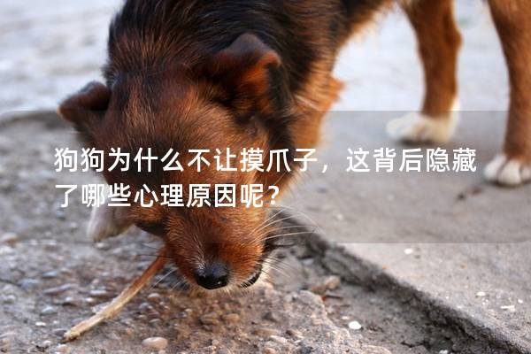 狗狗為什么不讓摸爪子，這背后隱藏了哪些心理原因呢？