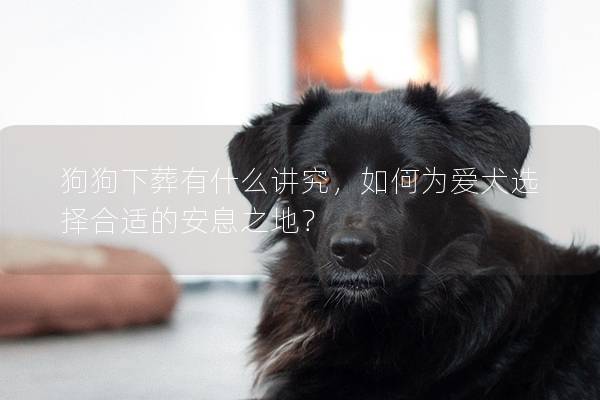 狗狗下葬有什么講究，如何為愛犬選擇合適的安息之地？