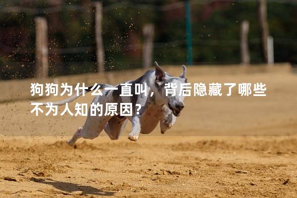 狗狗為什么一直叫，背后隱藏了哪些不為人知的原因？