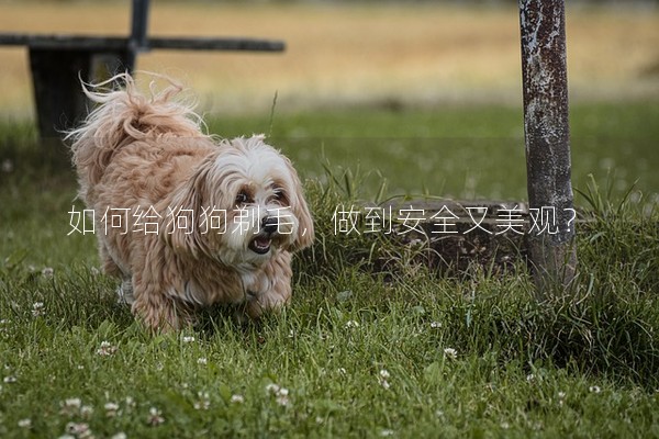 如何給狗狗剃毛，做到安全又美觀？