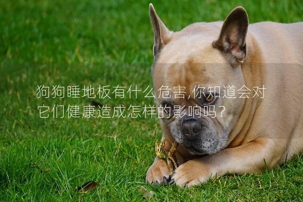 狗狗睡地板有什么危害,你知道會對它們健康造成怎樣的影響嗎？