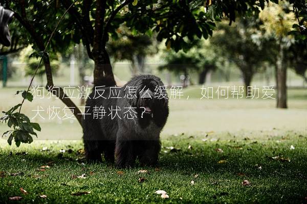 狗狗應激反應怎么緩解，如何幫助愛犬恢復平靜狀態？