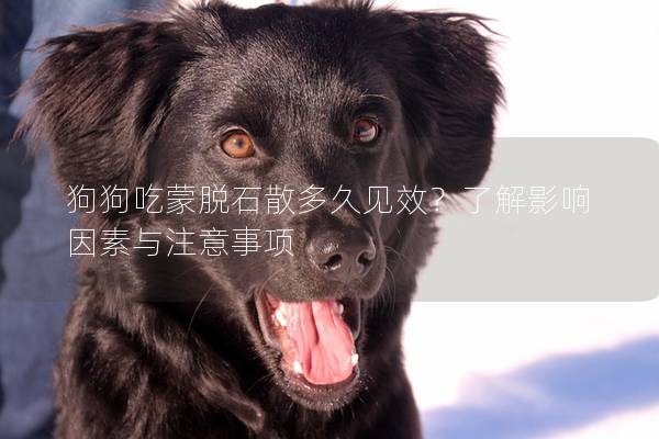 狗狗吃蒙脫石散多久見效？了解影響因素與注意事項