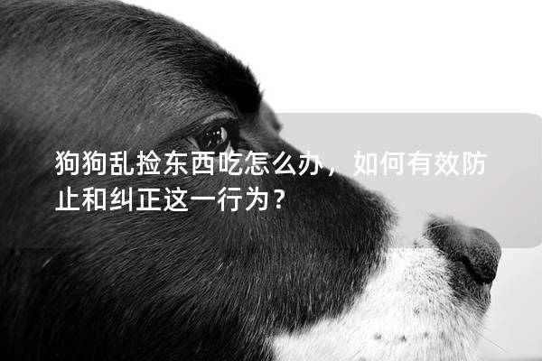 狗狗亂撿東西吃怎么辦，如何有效防止和糾正這一行為？