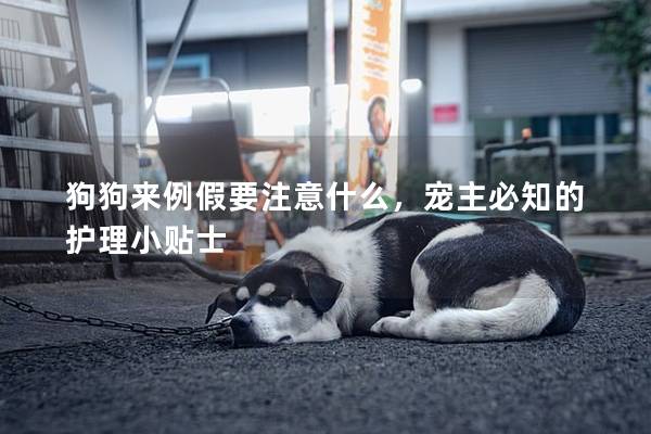 狗狗來例假要注意什么，寵主必知的護理小貼士