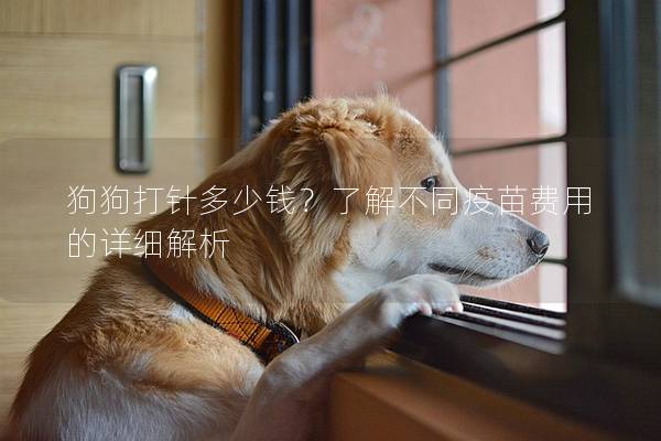 狗狗打針多少錢？了解不同疫苗費用的詳細解析