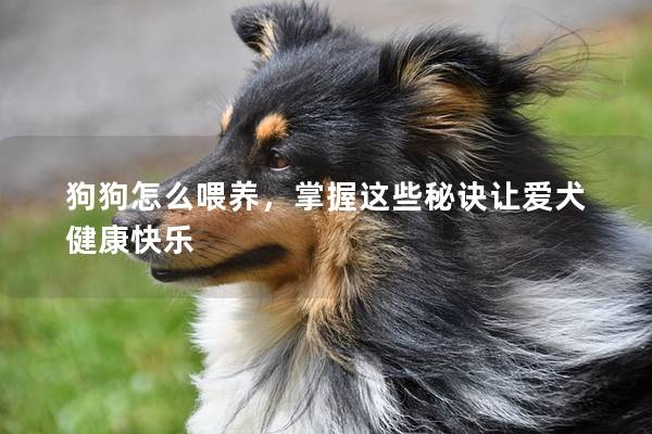 狗狗怎么喂養(yǎng)，掌握這些秘訣讓愛犬健康快樂