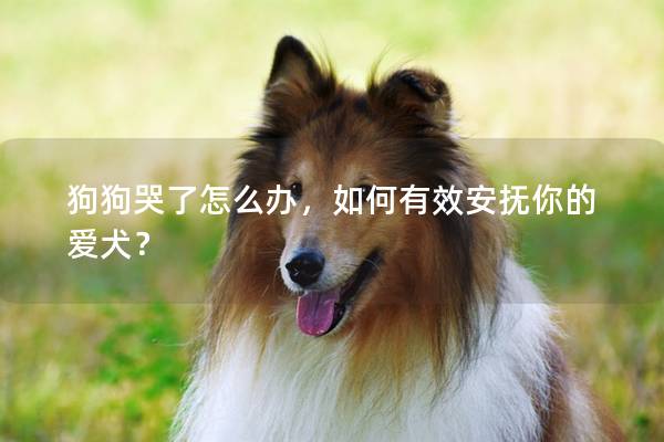 狗狗哭了怎么辦，如何有效安撫你的愛犬？