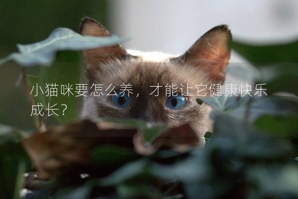小貓咪要怎么養(yǎng)，才能讓它健康快樂(lè)成長(zhǎng)？