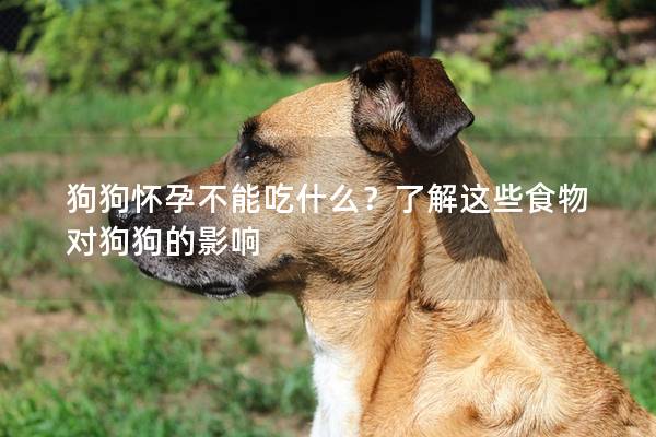 狗狗懷孕不能吃什么？了解這些食物對狗狗的影響