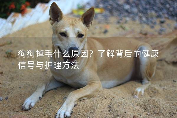 狗狗掉毛什么原因？了解背后的健康信號與護理方法