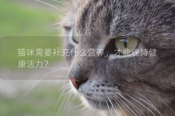 貓咪需要補充什么營養(yǎng)，才能保持健康活力？