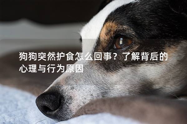 狗狗突然護食怎么回事？了解背后的心理與行為原因