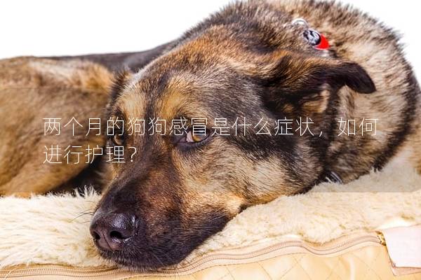 兩個月的狗狗感冒是什么癥狀,如何進行護理? 兩個月的狗狗感冒是什么癥狀,如何進行護理?