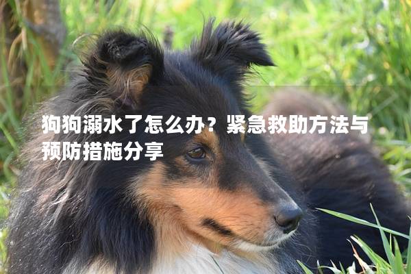狗狗溺水了怎么辦？緊急救助方法與預防措施分享