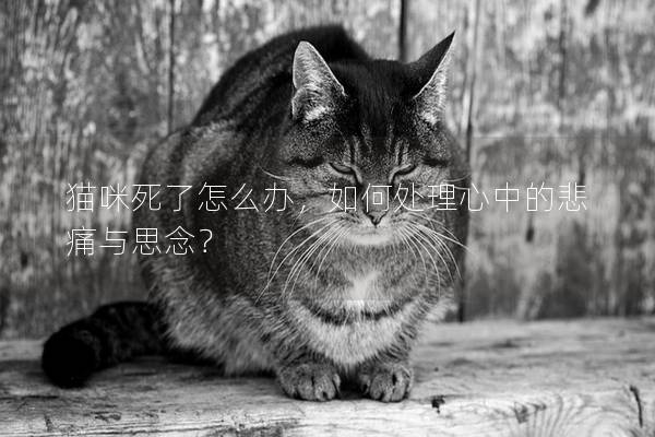 貓咪死了怎么辦，如何處理心中的悲痛與思念？