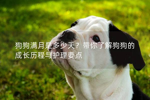 狗狗滿月是多少天？帶你了解狗狗的成長歷程與護理要點