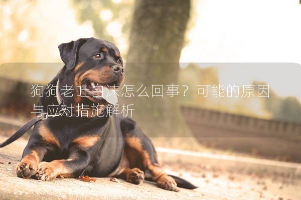 狗狗老吐白沫怎么回事？可能的原因與應對措施解析