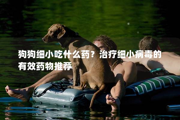 狗狗細小吃什么藥？治療細小病毒的有效藥物推薦