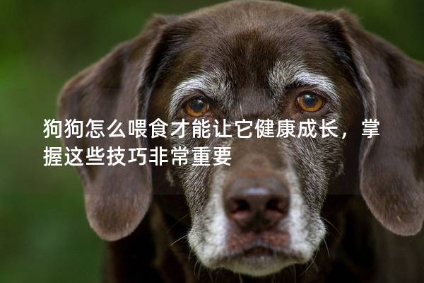 狗狗怎么喂食才能讓它健康成長,掌握這些技巧非常重要 狗狗怎么喂食才能讓它健康成長,掌握這些技巧非常重要