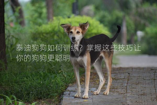 泰迪狗狗如何訓練？掌握這些技巧讓你的狗狗更聰明