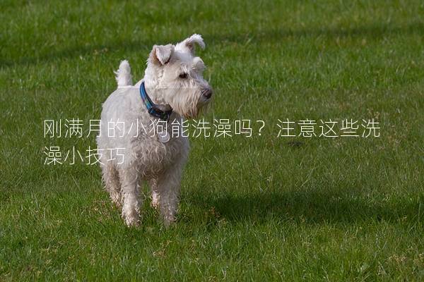 剛滿月的小狗能洗澡嗎？注意這些洗澡小技巧