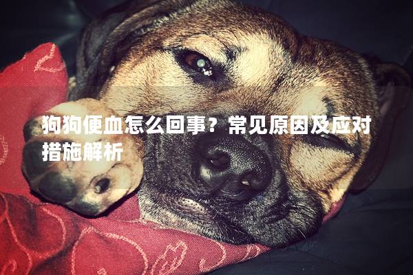 狗狗便血怎么回事？常見原因及應(yīng)對(duì)措施解析