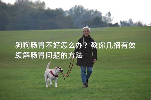 狗狗腸胃不好怎么辦？教你幾招有效緩解腸胃問題的方法