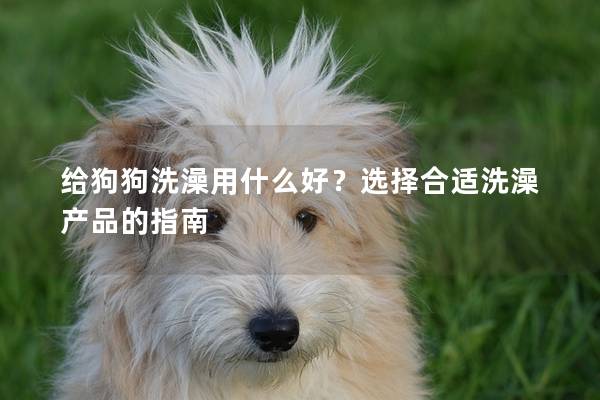 給狗狗洗澡用什么好？選擇合適洗澡產品的指南