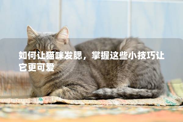 如何讓貓咪發(fā)腮，掌握這些小技巧讓它更可愛