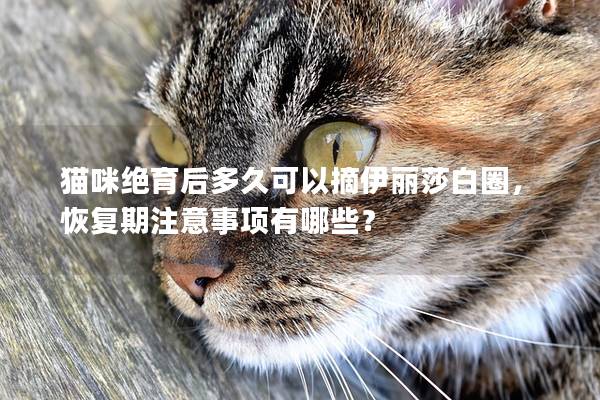 貓咪絕育后多久可以摘伊麗莎白圈,恢復(fù)期注意事項有哪些? 貓咪絕育后多久可以摘伊麗莎白圈,恢復(fù)期注意事項有哪些?