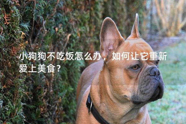 小狗狗不吃飯怎么辦，如何讓它重新愛上美食？