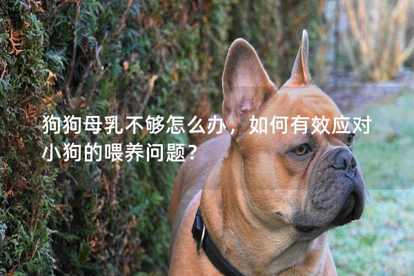 狗狗母乳不夠怎么辦，如何有效應(yīng)對(duì)小狗的喂養(yǎng)問(wèn)題？