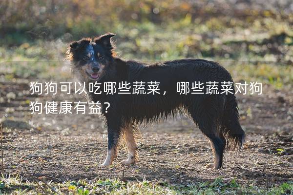 狗狗可以吃哪些蔬菜，哪些蔬菜對狗狗健康有益？