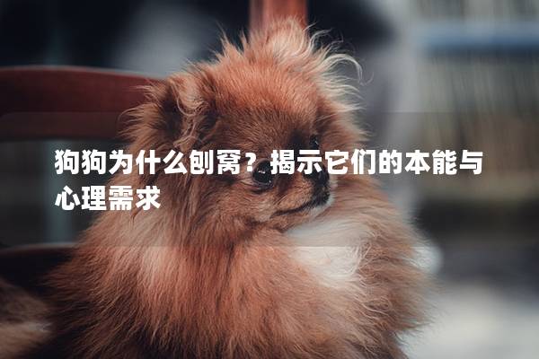 狗狗為什么刨窩?揭示它們的本能與心理需求 狗狗為什么刨窩?揭示它們的本能與心理需求