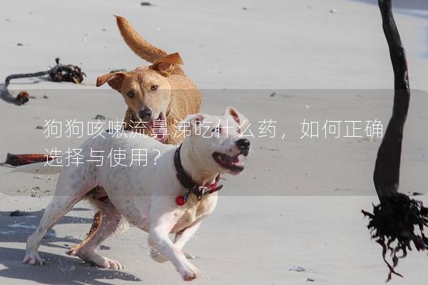 狗狗咳嗽流鼻涕吃什么藥，如何正確選擇與使用？