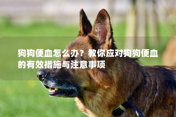 狗狗便血怎么辦？教你應對狗狗便血的有效措施與注意事項
