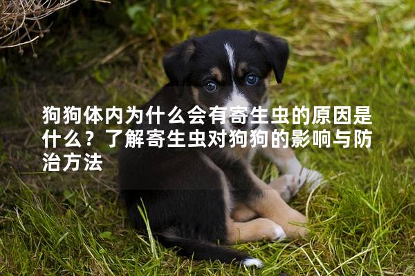 狗狗體內為什么會有寄生蟲的原因是什么？了解寄生蟲對狗狗的影響與防治方法