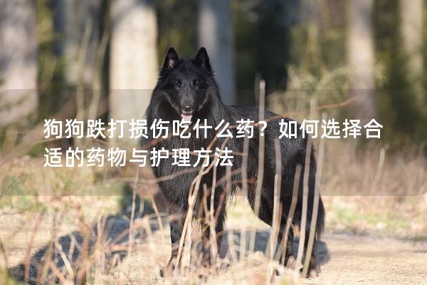 狗狗跌打損傷吃什么藥？如何選擇合適的藥物與護理方法