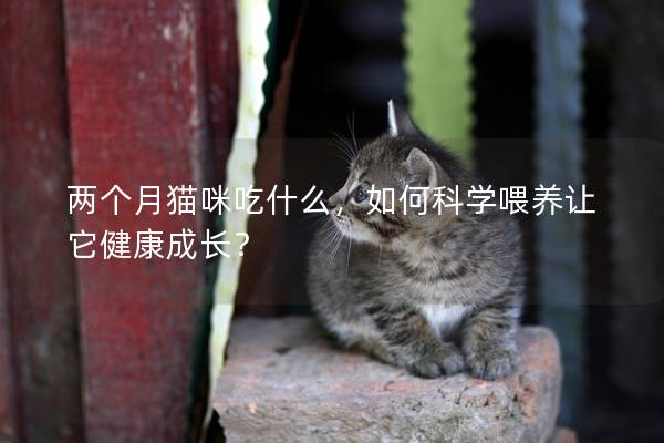 兩個月貓咪吃什么，如何科學喂養讓它健康成長？