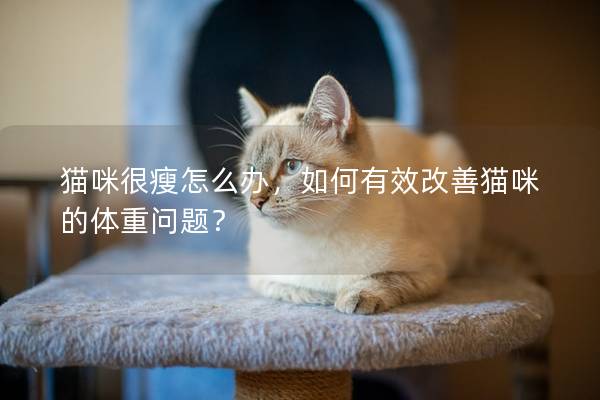 貓咪很瘦怎么辦，如何有效改善貓咪的體重問題？