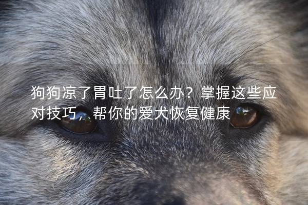 狗狗涼了胃吐了怎么辦？掌握這些應對技巧，幫你的愛犬恢復健康