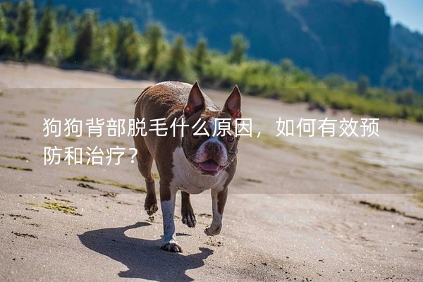 狗狗背部脫毛什么原因,如何有效預防和治療? 狗狗背部脫毛什么原因,如何有效預防和治療?