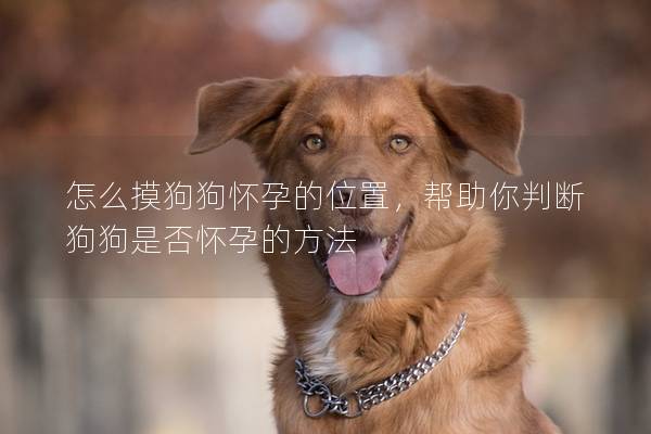 怎么摸狗狗懷孕的位置，幫助你判斷狗狗是否懷孕的方法