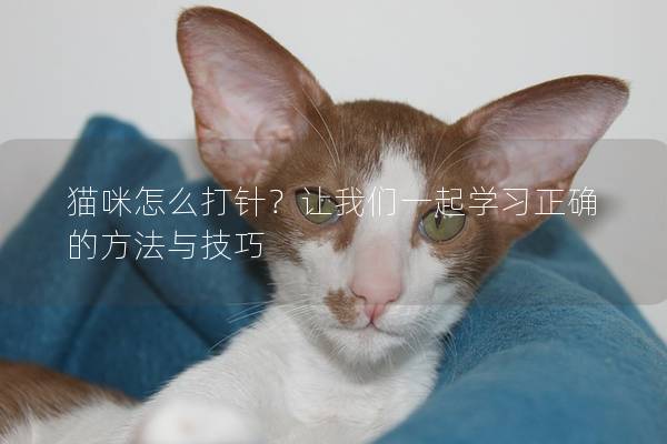 貓咪怎么打針?讓我們一起學習正確的方法與技巧 貓咪怎么打針?讓我們一起學習正確的方法與技巧