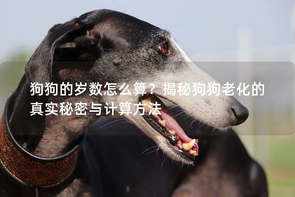 狗狗的歲數怎么算？揭秘狗狗老化的真實秘密與計算方法