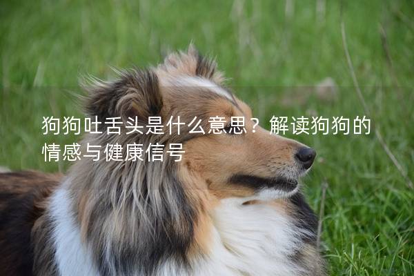 狗狗吐舌頭是什么意思？解讀狗狗的情感與健康信號(hào)