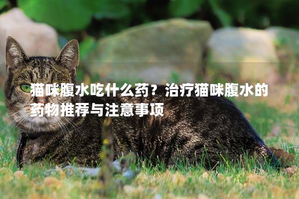 貓咪腹水吃什么藥？治療貓咪腹水的藥物推薦與注意事項