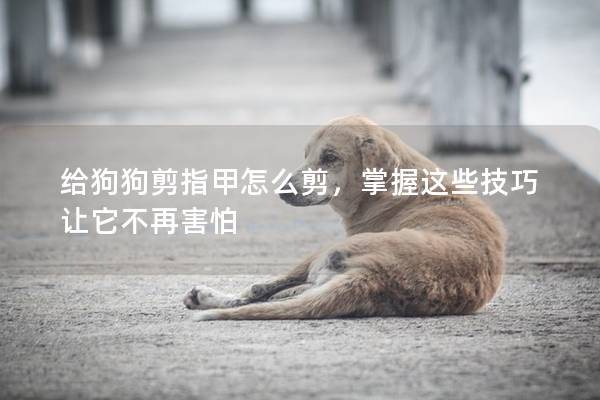 給狗狗剪指甲怎么剪，掌握這些技巧讓它不再害怕